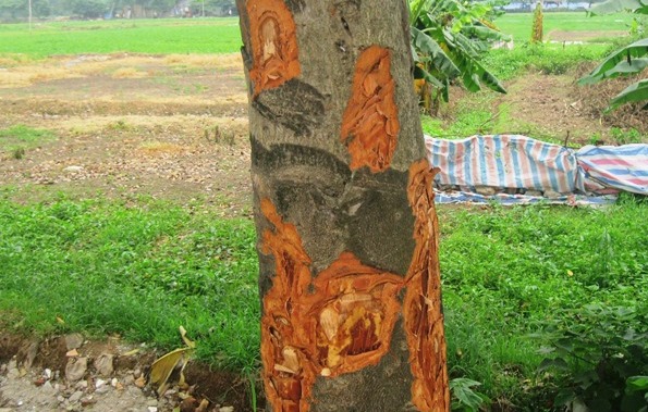 Hàng c&acirc;y x&agrave; cừ tại đường Trung Văn (Thanh Xu&acirc;n) cũng rơi vào tình trạng tương tự