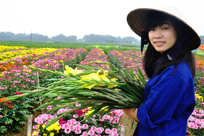 Kh&ocirc;ng chỉ t&igrave;m t&ograve;i, học hỏi kinh nghiệm trồng hoa lay ơn, người d&acirc;n Nghĩa H&agrave; c&ograve;n trồng nhiều loại c&uacute;c Đ&agrave; Lạt b&aacute;n thị trường dịp Tết.
