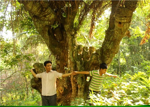 Rừng thiên tuế khổng lồ ở núi Cô Tô mới ngó đã mê