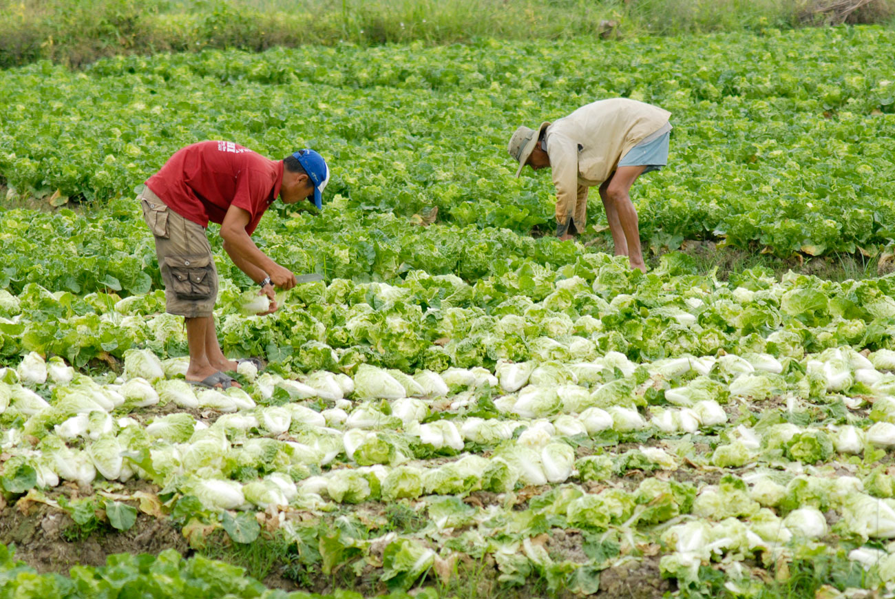 Người dân ĐBSCL nhiều năm trồng ồ ạt rau củ quả, sau đó bán không hết, phải nhổ bỏ. Nguyên nhân có phần do không được quy hoạch, hướng dẫn kỹ thuật bài bản Ảnh: NGỌC TRINH