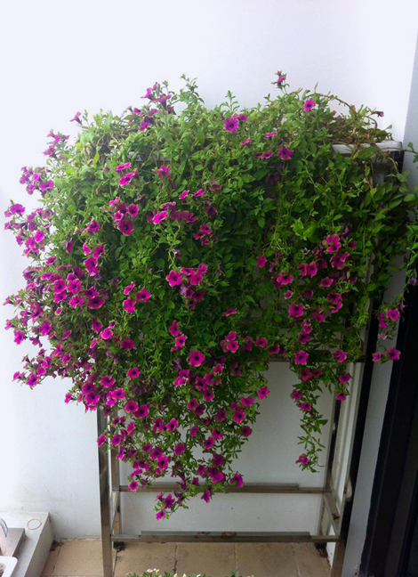 Từ đ&oacute;, chị Hương tập trung ưu ti&ecirc;n một số c&aacute;c loại hoa th&iacute;ch hợp trồng ban c&ocirc;ng l&agrave; dạ yến thảo, triệu chu&ocirc;ng. Trong ảnh l&agrave; một c&acirc;y dạ yến thảo mua từ l&uacute;c c&acirc;y c&ograve;n nhỏ, c&oacute; một mầm hoa. Sau 6 th&aacute;ng, c&acirc;y ph&aacute;t triển t&aacute;n rộng, d&agrave;i hơn 1m. Suốt thời gian d&agrave;i, chậu hoa n&agrave;y l&agrave; điểm nhấn cho ban c&ocirc;ng của chị Hương.