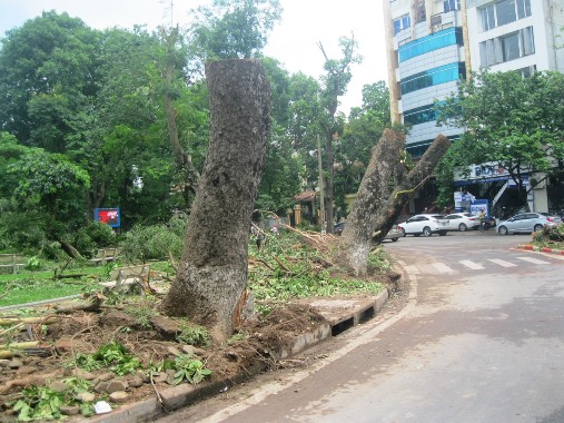 Tại đường Nguy&ecirc;̃n Du, nhi&ecirc;̀u c&acirc;y xà cừ gãy đ&ocirc;̉ được nh&acirc;n vi&ecirc;n c&ocirc;ng ty TNHH c&acirc;y xanh Hà N&ocirc;̣i cưa trơ ngọn