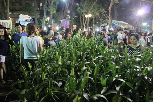 Hoa Ly 3 c&acirc;y/ chậu được giảm gi&aacute; từ 250.000 đồng xuống c&ograve;n 100.000 đồng/ chậu thu h&uacute;t nhiều người mua.