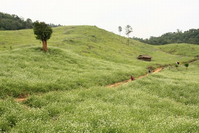 Đường l&ecirc;n Pha Lu&ocirc;ng