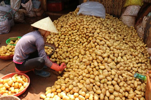 Khoai t&acirc;y Trung Quốc tr&agrave;n ngập chợ N&ocirc;ng sản Đ&agrave; Lạt 7