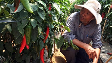Xuất khẩu ớt sang Nhật