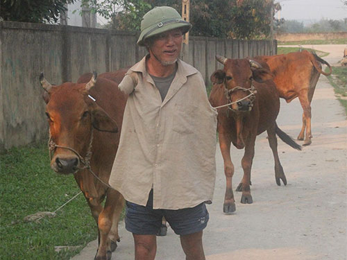 D&ugrave; đ&atilde; 65 tuổi lại cụt 2 tay nhưng hằng ng&agrave;y, &ocirc;ng Hoa Xu&acirc;n Tứ vẫn đi chăn b&ograve;, l&agrave;m ruộng