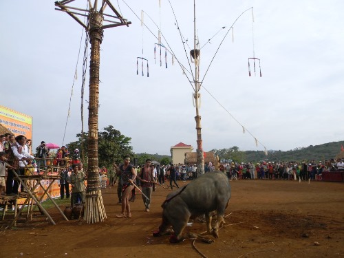Quang cảnh lễ ăn tr&acirc;u của người Mạ