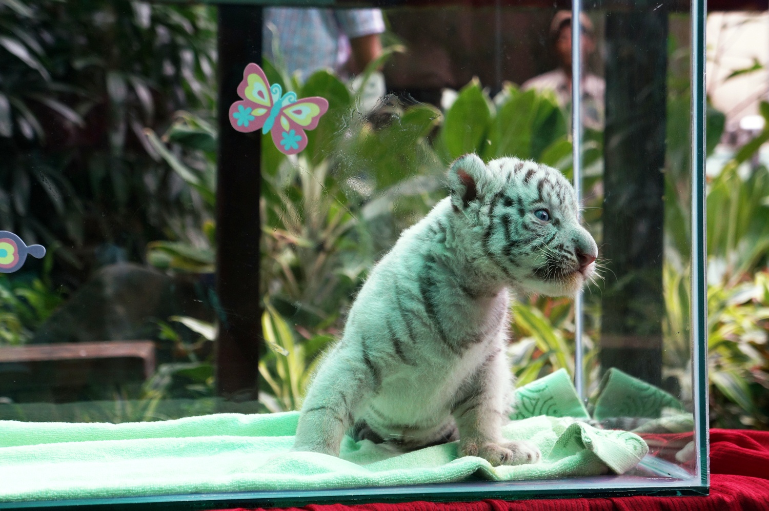 Một trong 3 ch&uacute; hổ con vừa được sinh tại Thảo cầm vi&ecirc;n.