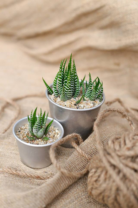 Ngo&agrave;i xương rồng, sen đ&aacute;, c&acirc;y cẩm nhung cũng l&agrave; giống c&acirc;y dễ trồng l&agrave;m cảnh trong bồn nhỏ. C&acirc;y kh&ocirc;ng chịu được &aacute;nh s&aacute;ng mặt trời trực tiếp nhưng cần nơi c&oacute; &aacute;nh s&aacute;ng tự nhi&ecirc;n (gần cửa sổ).