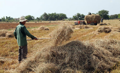 Rơm rạ giờ là “đặc sản” cho đàn gia súc ở Ninh Thuận