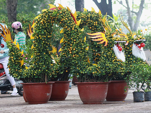 Những cây quất uốn hình rồng - phụng cầu kỳ được bày bán tại Công viên Gia Định Ảnh: GIA MINH