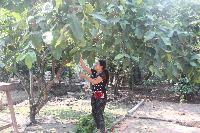 B&agrave; Nguyễn Thị C&uacute;c b&ecirc;n vườn c&acirc;y ăn tr&aacute;i của m&igrave;nh
