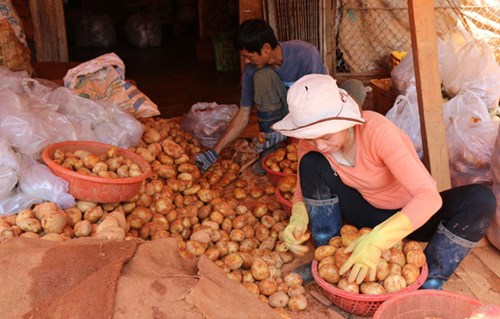 Khoai t&acirc;y Trung Quốc tr&agrave;n ngập chợ N&ocirc;ng sản Đ&agrave; Lạt  8