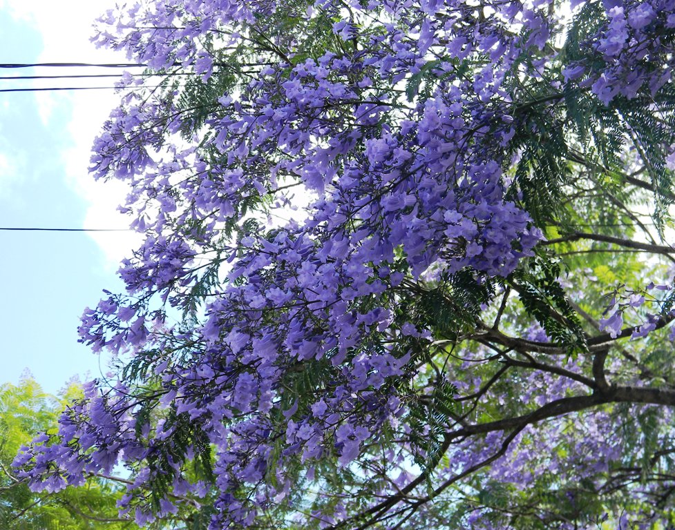 Cận cảnh những b&ocirc;ng phượng t&iacute;m.