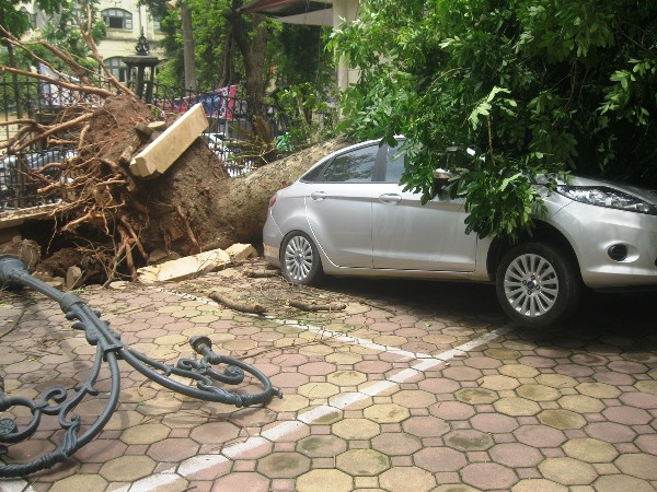 Cũng tại đ&acirc;y, một c&acirc;y x&agrave; cừ thứ 2 cũng đổ rạp v&agrave;o ph&iacute;a trong khu nh&agrave;. Th&acirc;n c&acirc;y đổ đè l&ecirc;n chi&ecirc;́c x&ecirc;́ h&ocirc;̣p 4 ch&ocirc;̃