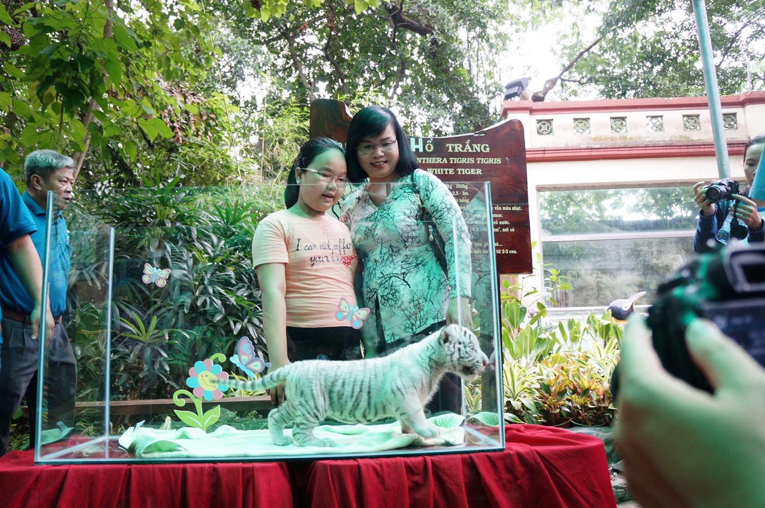 Người d&acirc;n ngắm, chụp h&igrave;nh c&ugrave;ng hổ trắng vừa sinh được 1 th&aacute;ng.