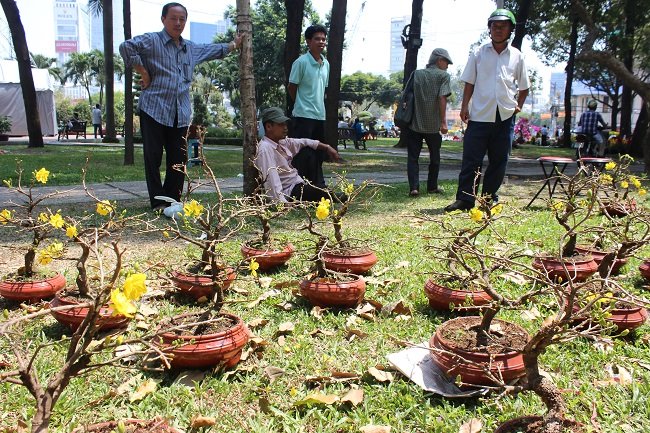 50 ng&agrave;n/ chậu mai vẫn kh&ocirc;ng c&oacute; kh&aacute;ch n&agrave;o gh&eacute; mua