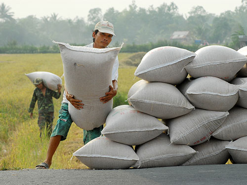 Xây dựng thương hiệu gạo quốc gia