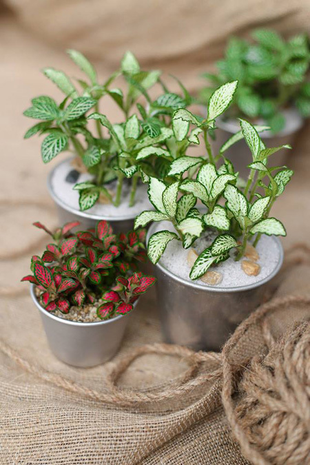 Ngo&agrave;i xương rồng, sen đ&aacute;, c&acirc;y cẩm nhung cũng l&agrave; giống c&acirc;y dễ trồng l&agrave;m cảnh trong bồn nhỏ. C&acirc;y kh&ocirc;ng chịu được &aacute;nh s&aacute;ng mặt trời trực tiếp nhưng cần nơi c&oacute; &aacute;nh s&aacute;ng tự nhi&ecirc;n (gần cửa sổ).