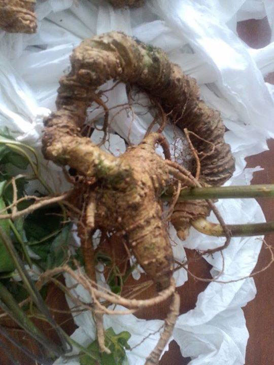 Một củ sâm Ngọc Linh thật