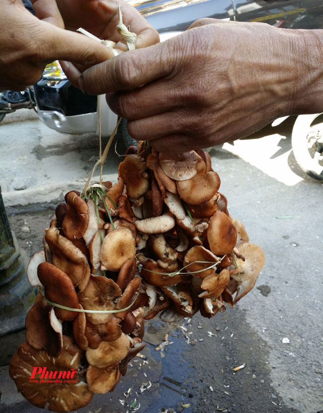 Nấm hương Sa Pa rất ngon&nbsp;
