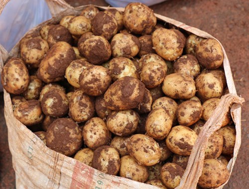 Khoai t&acirc;y Trung Quốc tr&agrave;n ngập chợ N&ocirc;ng sản Đ&agrave; Lạt 10