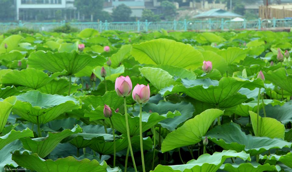 Tất cả t&ugrave;y duy&ecirc;n. Ảnh: Internet