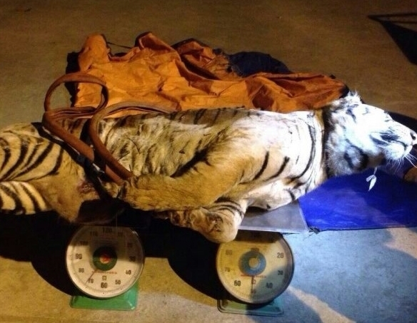 C&aacute; thể hổ nặng 120kg lực lượng CA Nghệ An bắt giữ ng&agrave;y 22-12-2014.