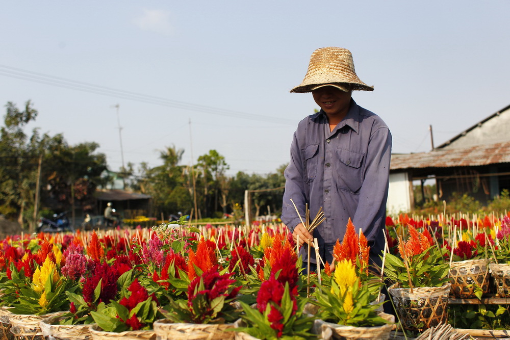 Những mảnh vườn mào gà tươi thắm lôi cuốn khách thập phương dừng chân chụp ảnh