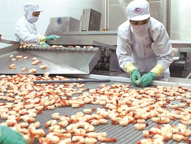 Vua tôm Minh Phú đau đầu vì tỉ giá
