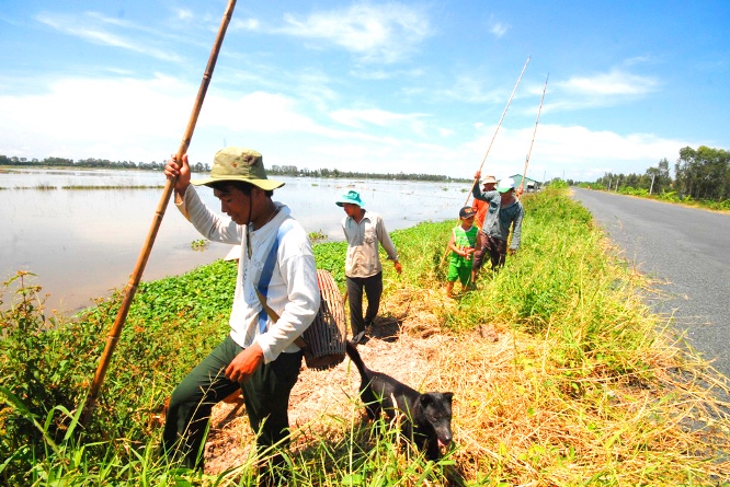 Chuột đồng ở miền T&acirc;y c&oacute; quanh năm nhưng nhiều nhất v&agrave;o m&ugrave;a l&uacute;a ch&iacute;n. Nhiều người d&acirc;n th&agrave;nh lập đo&agrave;n từ 5-7 người đi săn chuột ở ngo&agrave;i đồng.
