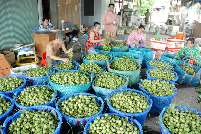 Thương l&aacute;i v&agrave;o tận nh&agrave; thu mua d&acirc;u tr&aacute;i xanh