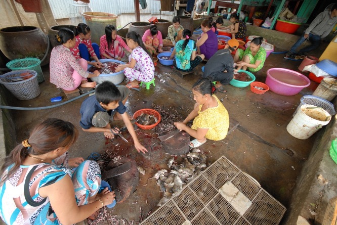 Chợ chuột Ph&ugrave; Dật ở x&atilde; B&igrave;nh Long, huyện Ch&acirc;u Ph&uacute; (An Giang) được xem l&agrave; chợ chuột lớn nhất miền T&acirc;y, nơi đ&acirc;y l&agrave; điểm tập kết ti&ecirc;u thụ chuột đồng trong nước v&agrave; cả chuột từ Campuchia mang qua b&aacute;n.