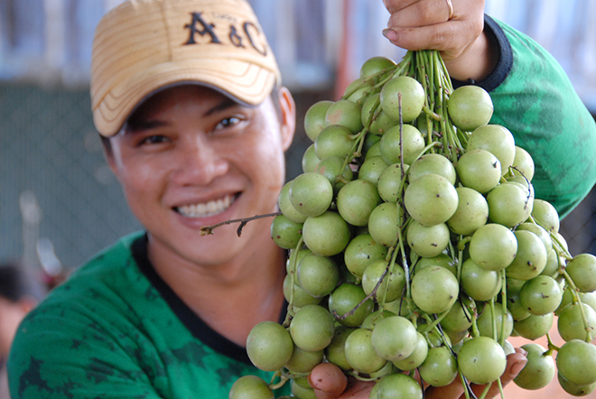 D&acirc;u tr&aacute;i xanh c&oacute; gi&aacute; trung b&igrave;nh khoảng 15.000-20.000 đồng/kg