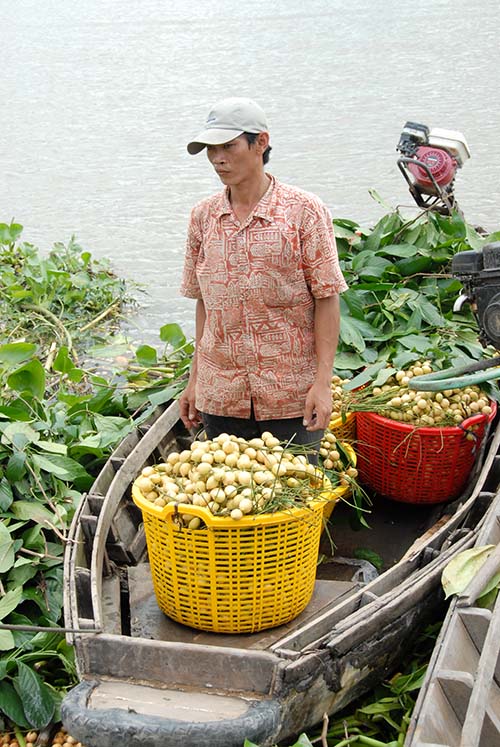 D&acirc;u được vận chuyển bằng c&aacute;c loại ghe xuồng ra chợ