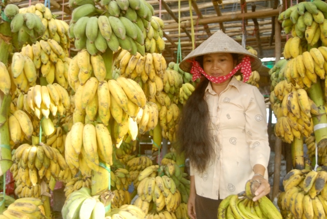 Chuối thường đến ng&agrave;y l&agrave; phải thu hoạch, nếu để chuối ch&iacute;n tr&ecirc;n c&acirc;y sẽ mất gi&aacute; hoặc thương l&aacute;i th&ocirc;ng thu mua. V&igrave; th&ocirc;ng thường thương l&aacute;i mua chuối c&ograve;n sống để vận chuyển đi xa.