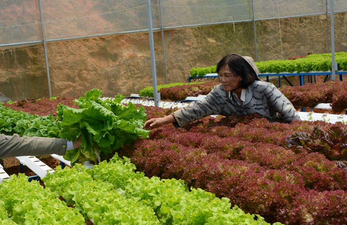 Người phụ nữ n&agrave;y cho biết trong tương lai, rau thủy canh của gia đ&igrave;nh b&agrave; kh&ocirc;ng chỉ dừng lại ở 18 loại x&agrave; l&aacute;ch m&agrave; sẽ mở rộng ra tất cả c&aacute;c loại rau l&agrave; thế mạnh của Đ&agrave; Lạt.