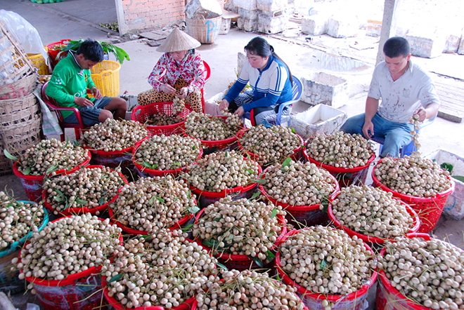 Ri&ecirc;ng d&acirc;u Hạ Ch&acirc;u l&agrave; đặc sản của Phong Điền, thường thu hoạch từ th&aacute;ng 6 đến th&aacute;ng 9 &acirc;m lịch.