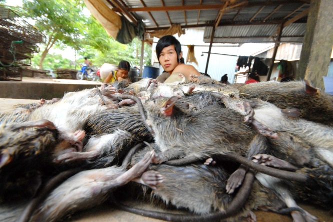 Anh L&ecirc; Văn Thi&ecirc;n, chủ cơ sở thu mua chuột đồng ở x&atilde; B&igrave;nh Long, huyện Ch&acirc;u Ph&uacute; (An Giang), cho biết m&ugrave;a n&agrave;y, thương l&aacute;i thu gom mua chuột đồng ở khắp nơi đều chở về đ&acirc;y b&aacute;n, b&igrave;nh qu&acirc;n mỗi ng&agrave;y anh mua gần 1 tấn chuột đồng. Sau khi chặt đầu, đu&ocirc;i v&agrave; lột da c&ograve;n khoảng 750-800 kg để xuất b&aacute;n.