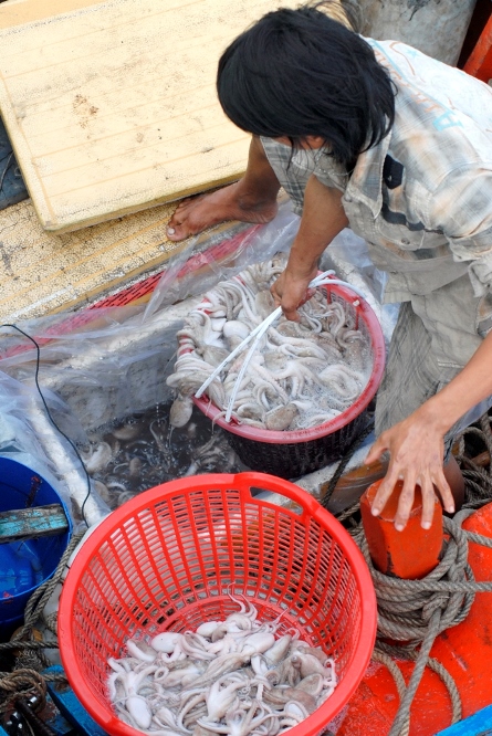 Bạch tuột được đ&aacute;nh bắt mỗi đ&ecirc;m
