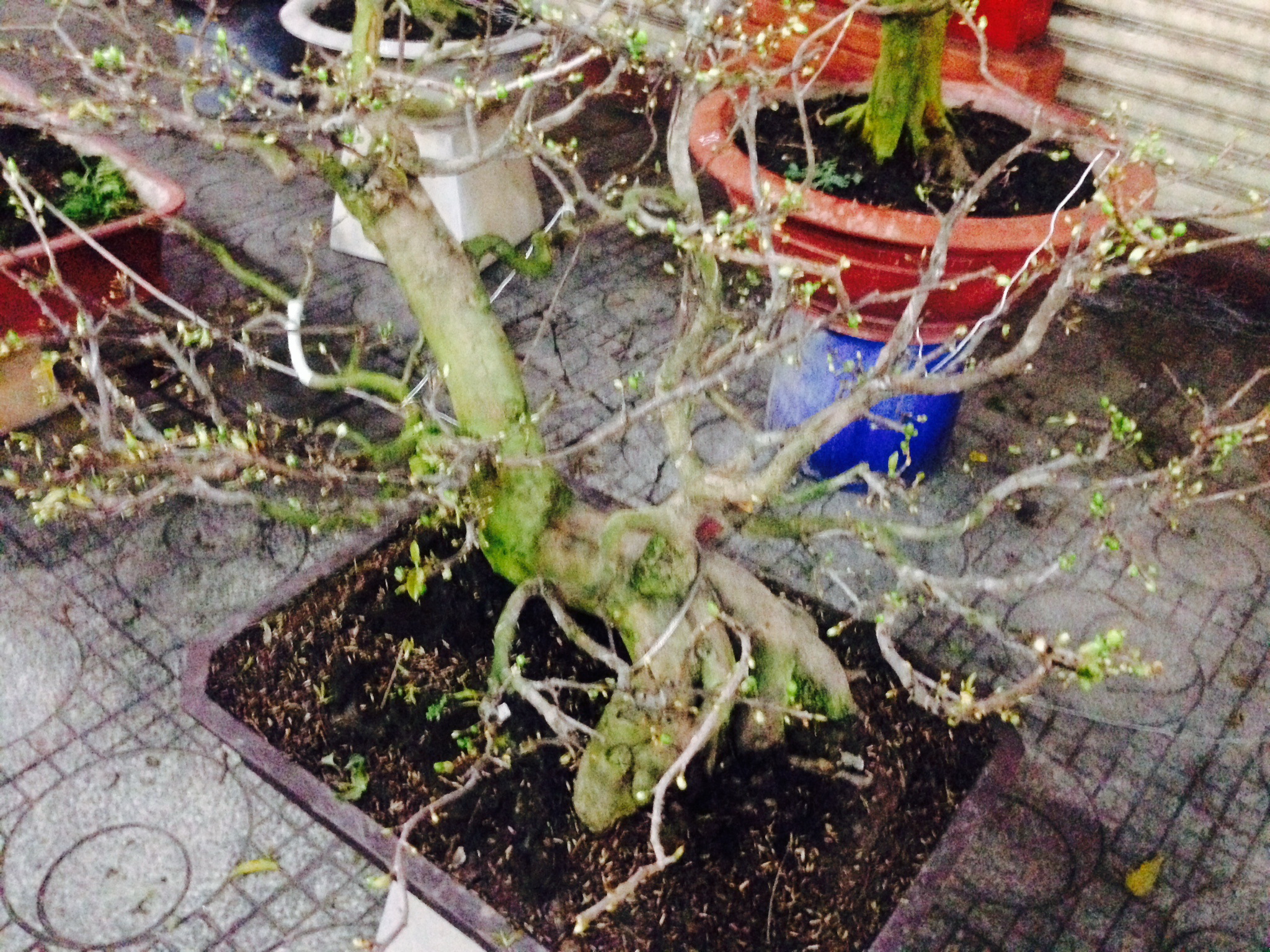 C&acirc;y mai bị trộm đ&atilde; được thu hồi
