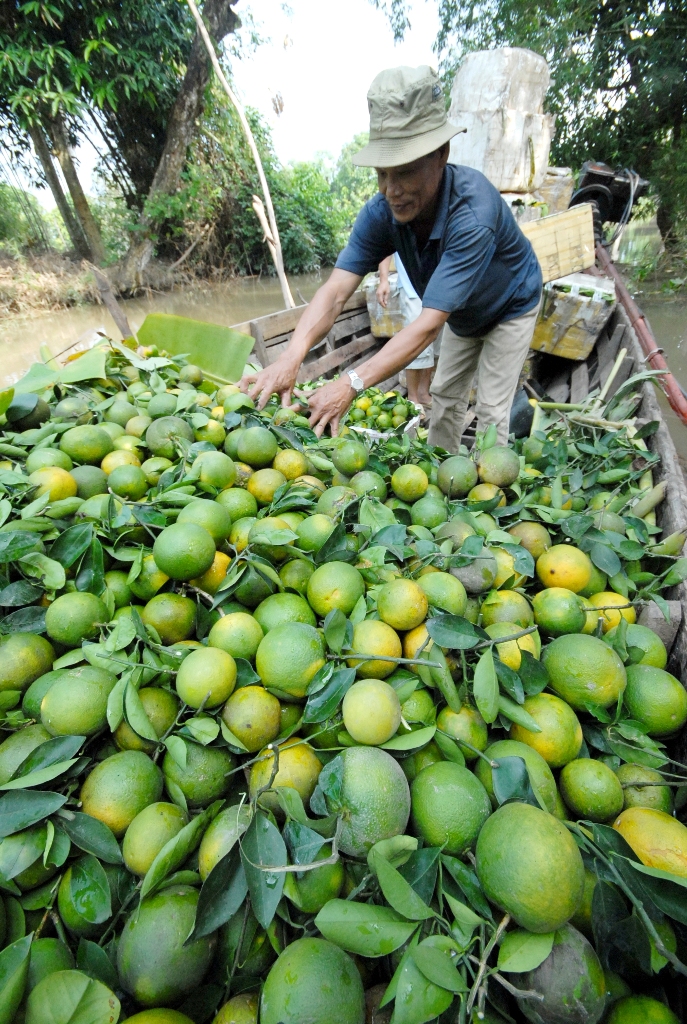 Cam so&agrave;n v&agrave; cam s&agrave;nh hai loại mặt h&agrave;ng đang h&uacute;t h&agrave;ng gi&aacute; từ 40.000 &ndash; 50.000 đồng/kg nhưng kh&ocirc;nh đủ đ&aacute;p ứng cho thị trường.