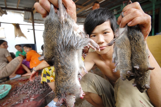 Chuột đồng c&oacute; hai loại ăn được l&agrave; chuột cơm v&agrave; chuột cống nhum. Thức ăn chủ yếu của chuột l&agrave; c&aacute;c loại n&ocirc;ng sản v&agrave; cỏ non, sống ở xa khu d&acirc;n cư n&ecirc;n &iacute;t mầm bệnh. Đa phần chuột ở chợ Ph&ugrave; Dật thu mua bao nhi&ecirc;u cũng kh&ocirc;ng đủ đ&aacute;p ứng theo c&aacute;c đơn đặc h&agrave;ng, nhất l&agrave; nh&agrave; h&agrave;ng v&agrave; qu&aacute;n nhậu.