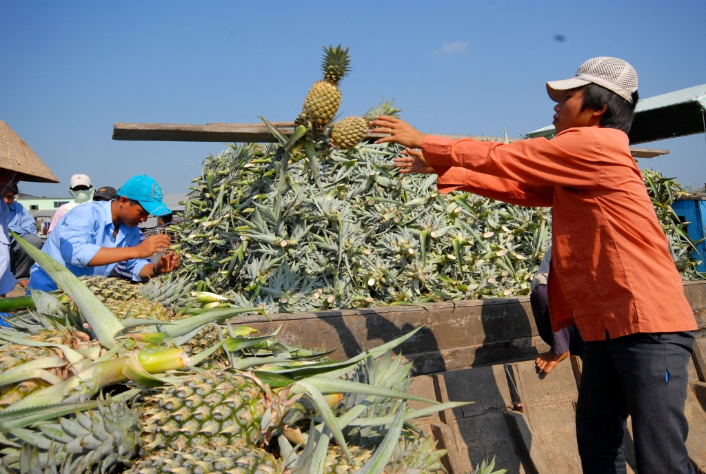 N&ocirc;ng d&acirc;n thu hoạch kh&oacute;m Cầu Đ&uacute;c ở Hậu Giang.