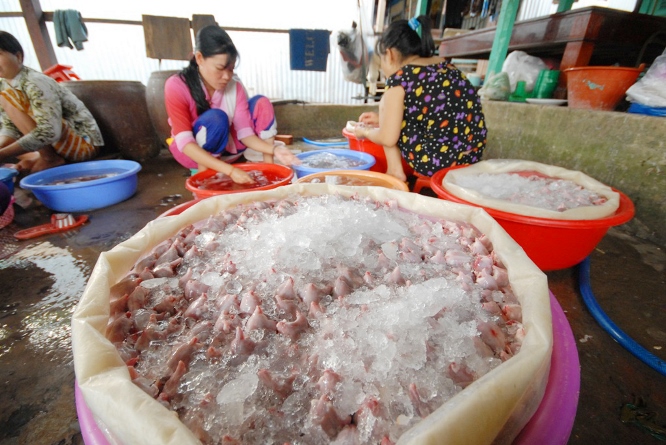 Chuột được l&agrave;m sạch đưa v&agrave;o th&ugrave;ng ướp nước đ&aacute;, c&oacute; thể &ldquo;uất xưởng&rdquo; đi khắp c&aacute;c tỉnh miền T&acirc;y v&agrave; cả TP HCM.