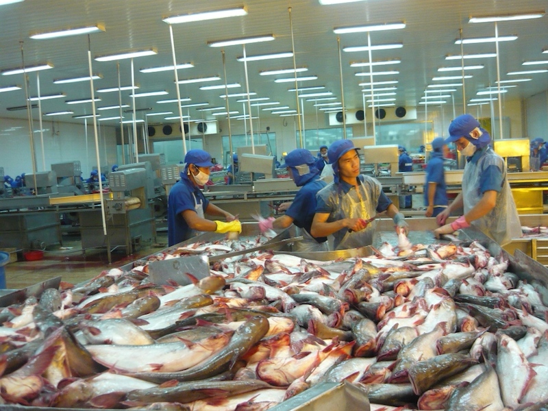 Chế biến c&aacute; tra tại Bianfishco