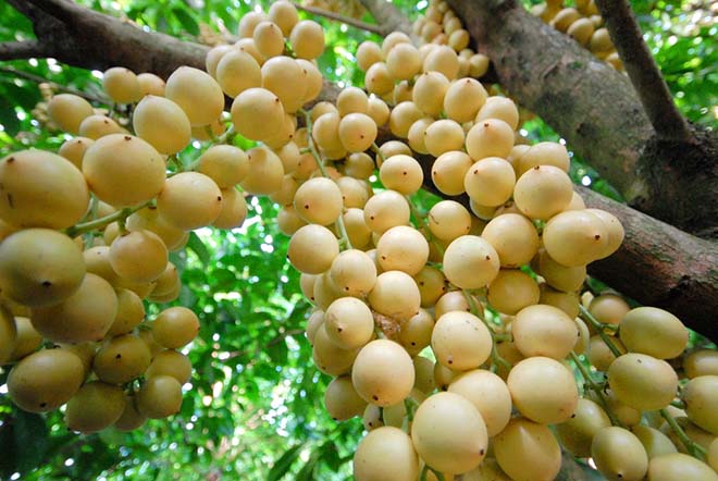 D&acirc;u b&ograve;n bon c&oacute; m&agrave;u sắc rất đẹp, ch&iacute;n rộ từ th&aacute;ng 3 đến cuối th&aacute;ng 4 &acirc;m lịch.