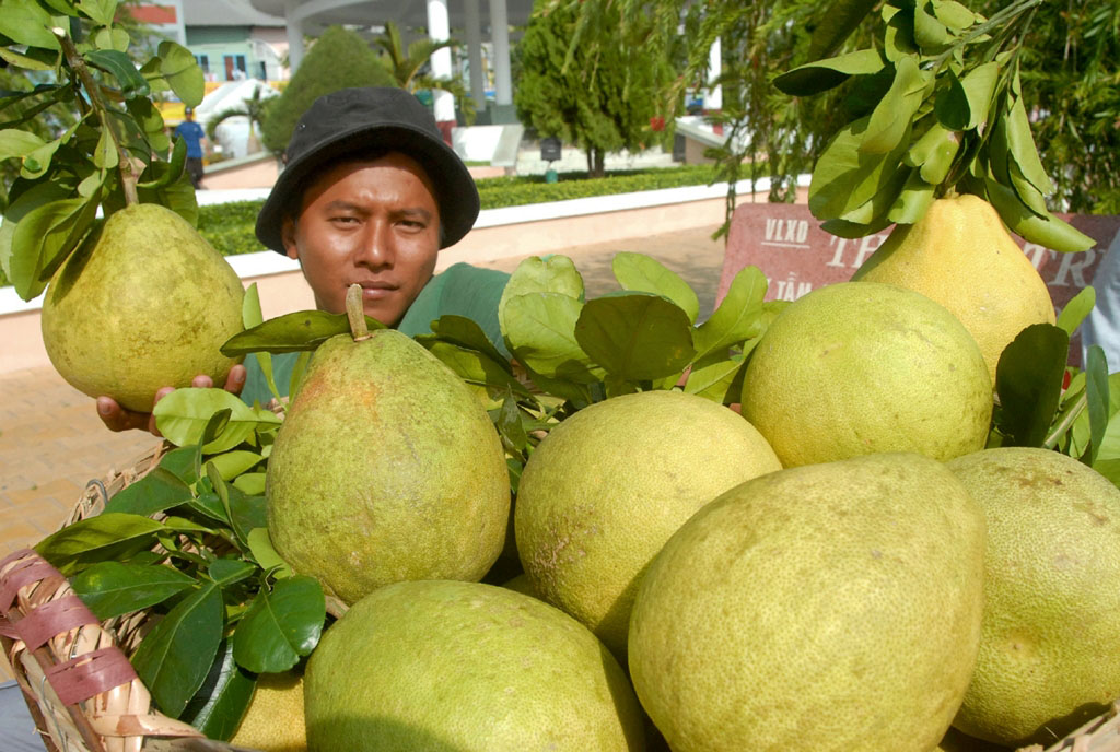 V&ugrave;ng bưởi Năm roi ở Ph&uacute; Hữu &ndash; Hậu Giang nh&agrave; vườn đang cho thu hoạch b&aacute;n cho thương l&aacute;i. Tuy nhi&ecirc;n, năm nay năng suất bưởi kh&ocirc;ng cao nhưng b&ugrave; lại b&aacute;n được gi&aacute;.