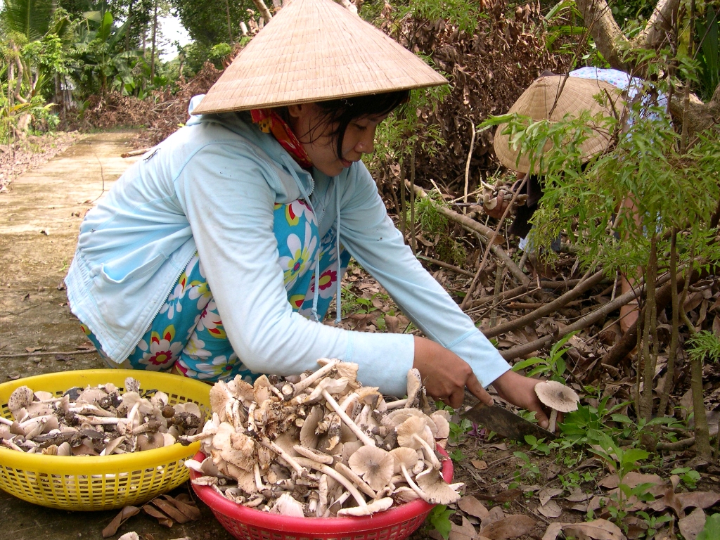 Thời tiết năm nay nắng n&oacute;ng, &iacute;t mưa n&ecirc;n lượng nấm thu hoạch cũng giảm hẳn